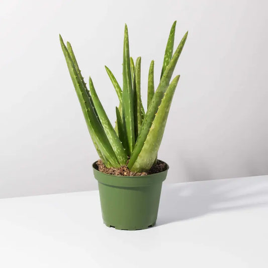 "Aloe Vera Plant - Natural and Soothing Botanical"